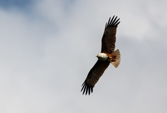 Brahminenweih (Khao Sok Nationalpark - Thailand))