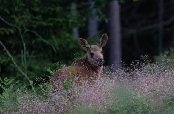 Elchkalb in Südschweden